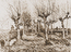 Pollard Birches, Nuenen