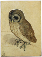 Barn Owl (Syrnium aluco)