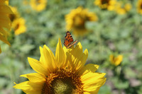 A Butterfly over a Sunflower