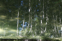 A Reflection of Silver Birch Forests I