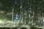 A Reflection of Silver Birch Forests I