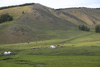 A Summer Pasture in Kanas