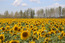 A Sunflower Field in Jimunai