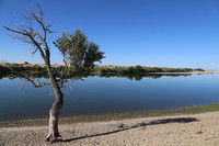 A Tree Standing on Streamside near Habahe