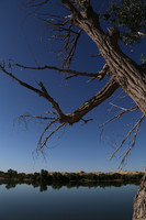 A Withered Tree over the Haba River