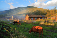 Cows Walking in a Chinese Tuvinians' Village