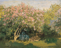 Lilas al sol