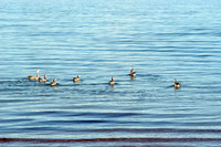 Ducks in the Pangong Tso