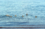 Ducks in the Pangong Tso