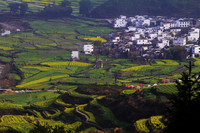 Rape Flowers in Wuyuan