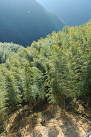 Bamboo Sea in Anji China