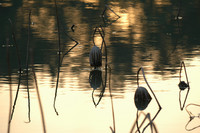 Withering lotus on West Lake in Hangzhou China