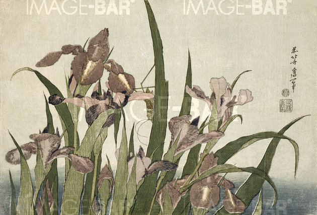 Iris and Grasshopper, from the Series of Large Flowers