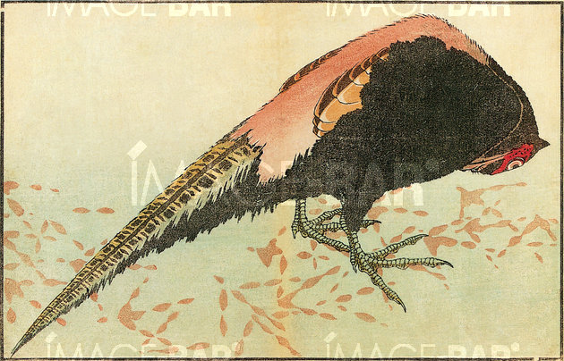 Peacock in the Snow, from the Album of Images from Nature by Hokusai (Hokusai shashin gafu)