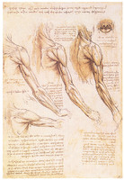 Les Muscles des bras, de l’épaule et du cou