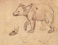 Study of a Bear