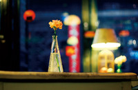 A Carnation in a Small Vase