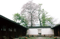 Trees outside a Tranditional Chinese Patio