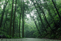 A bamboo forest