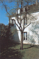 The garden of Renoir's house in Rue Cortot. 
Photograph