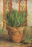 Flowerpot with Chives, Paris