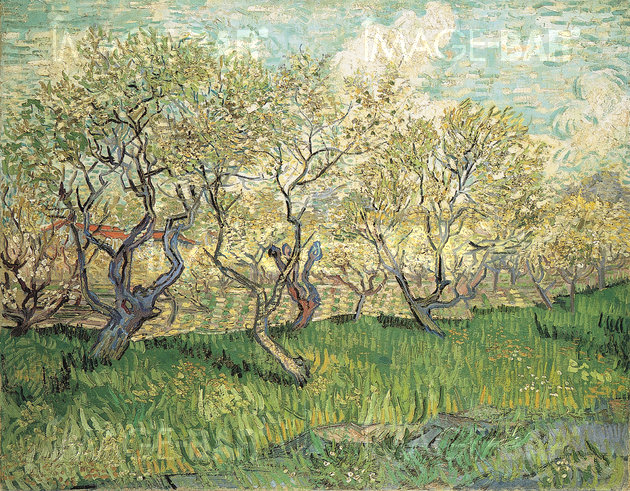 Orchard in Bloom, Arles