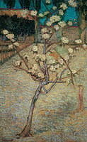 Kleiner Birnbaum in Blossom, Arles