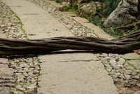 A Root Lies across a Mountain Road