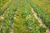 A Vegetable Field in Spring