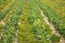 A Vegetable Field in Spring