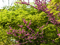 Azelea in Spring