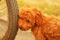 Dog lean on a tire