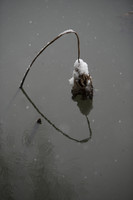 A Dilapidated Lotus in the West Lake