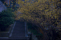 A Rock Stair behind a Wintersweet