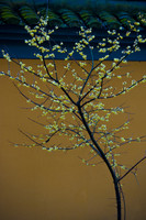 A Wintersweet in the Temple of the Large Xinchang Buddha