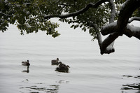Ducks in the West Lake