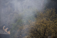 Wintersweet in a Valley