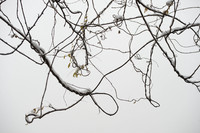 Withered Rattan in Winter