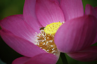 A close-up of a lotus