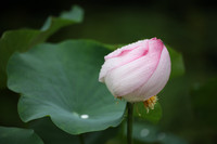 A lotus bud with a lotus leaf
