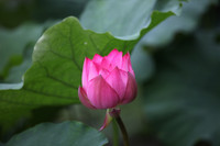 A pink bloom lotus