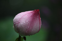 A pink lotus bud
