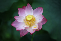 A pink lotus in full bloom