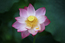 A pink lotus in full bloom