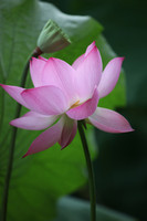 A pink lotus with a leaf