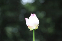 A white lotus bud under sunshine
