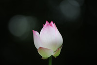 A white lotus bud