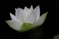 A white lotus in full bloom
