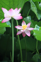 Two lotus in full bloom