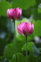 Two pink lotus with lotus leaves